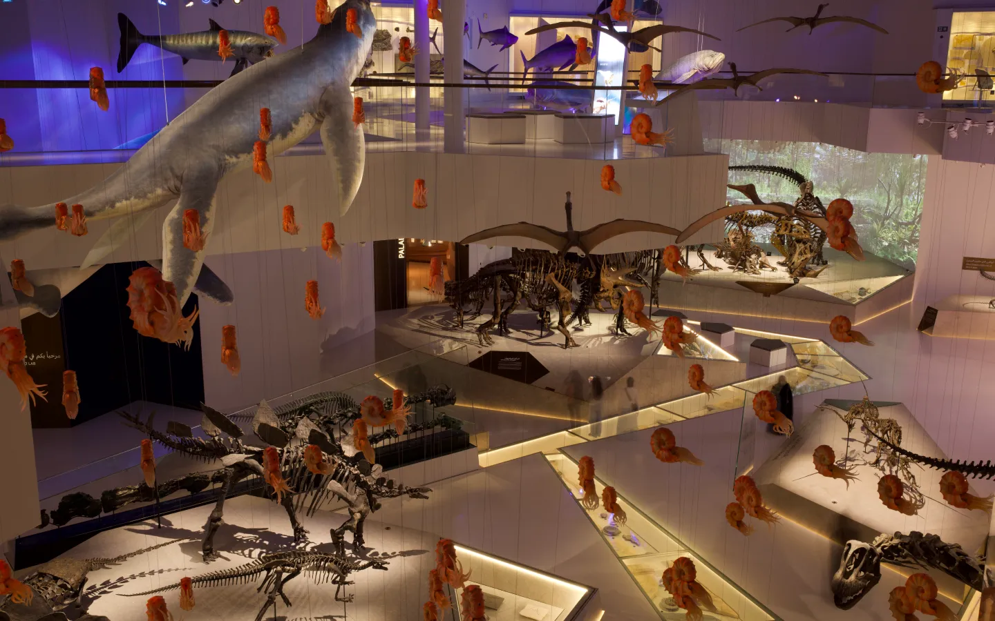 Exhibition at National History Museum, Abu Dhabi