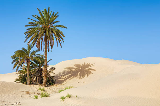 palm